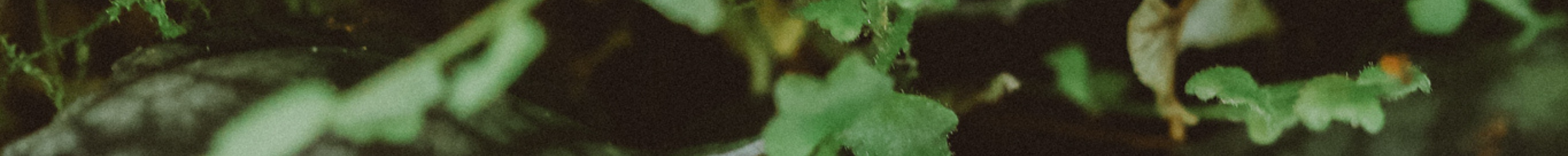 Nature-Inspired Engagement Rings-Staghead Designs